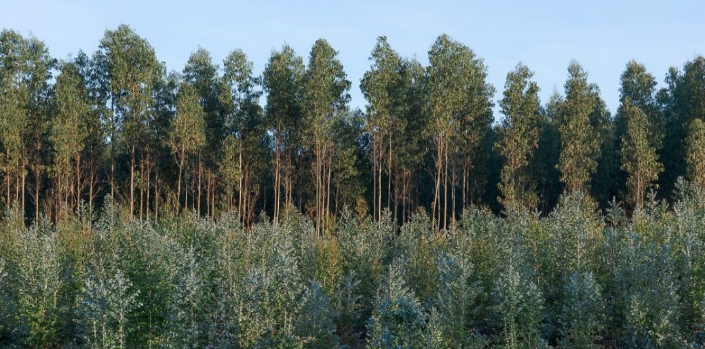 Floresta