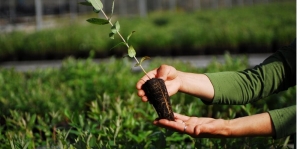 Planta de Eucalipto