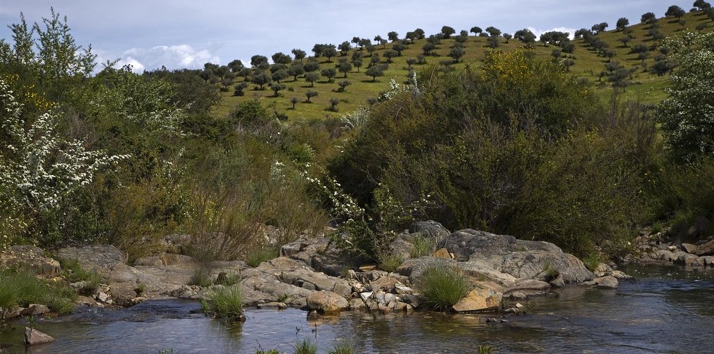 árvores mais pequenas à beira de um riacho