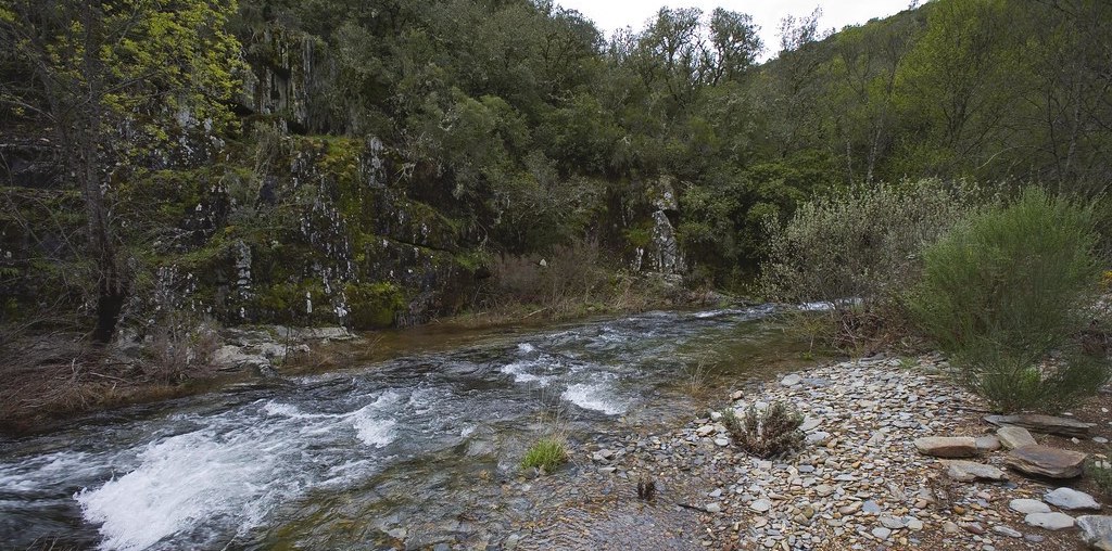 riacho na Floresta