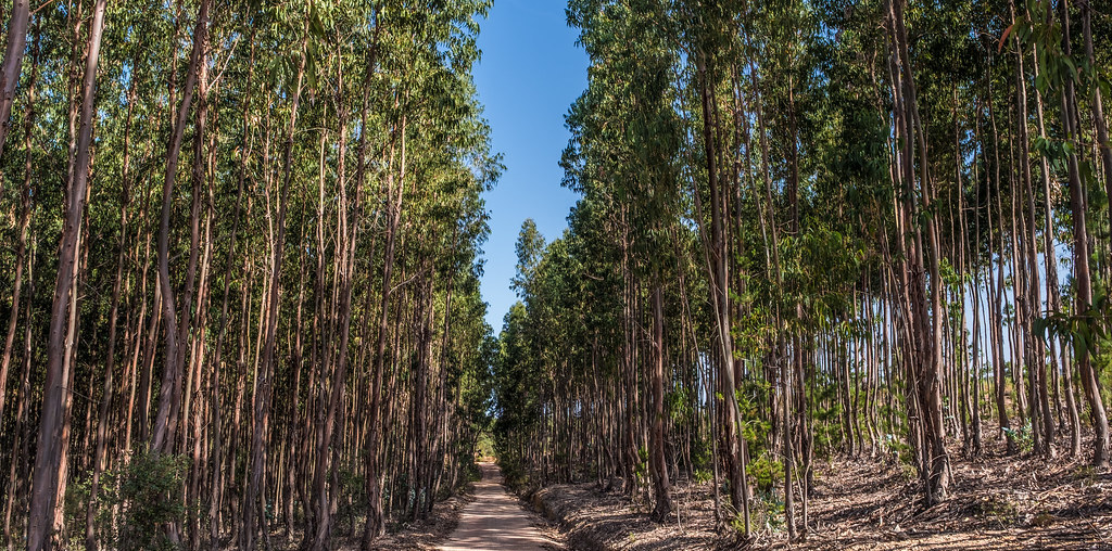 floresta de eucalipto