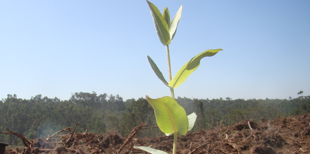 plantação em solo fertil