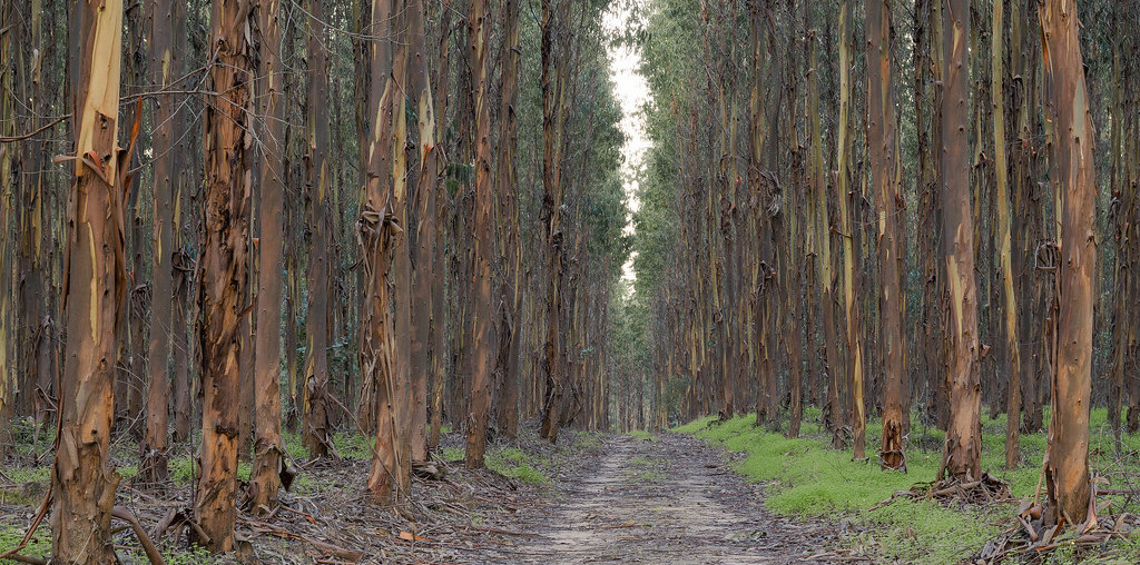 estrada no meio de um eucaliptal
