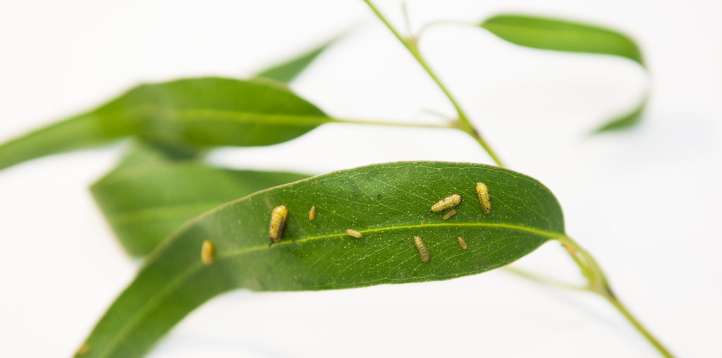 plantas com pragas