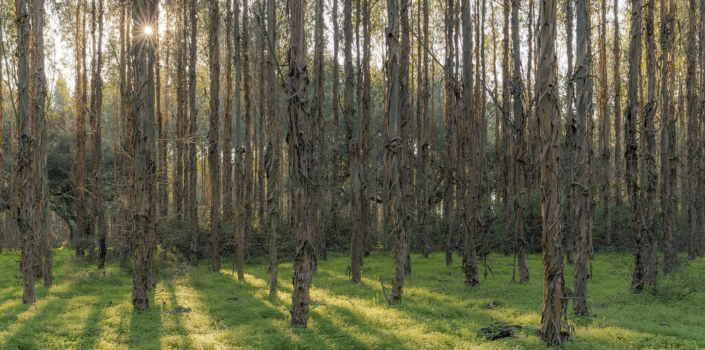 Floresta de eucaliptos