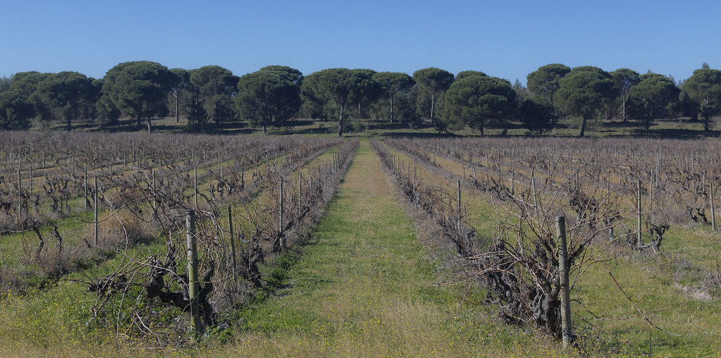 vina e olival na floresta