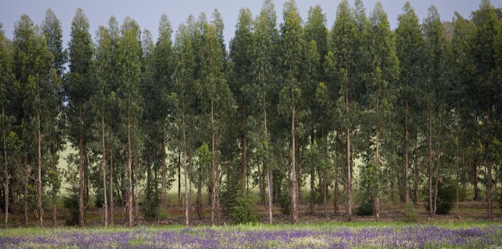 floresta de eucaliptos e alfazema