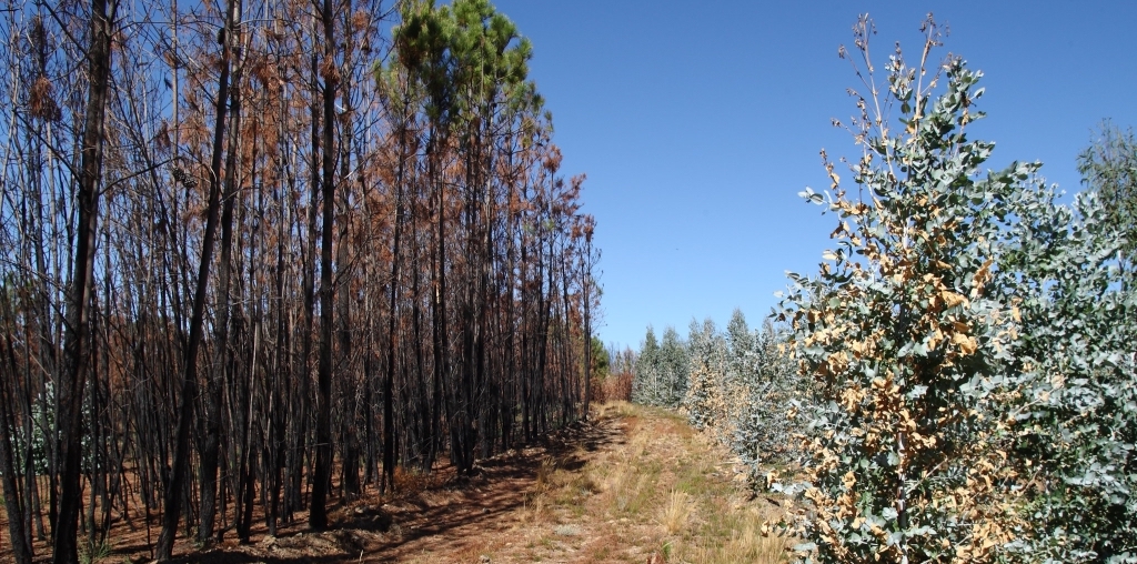 terrenos para arrendar em areas ardidas