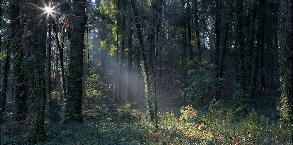 Floresta ardida