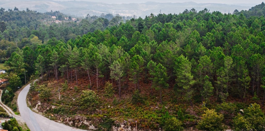 floresta em desenvolvimento