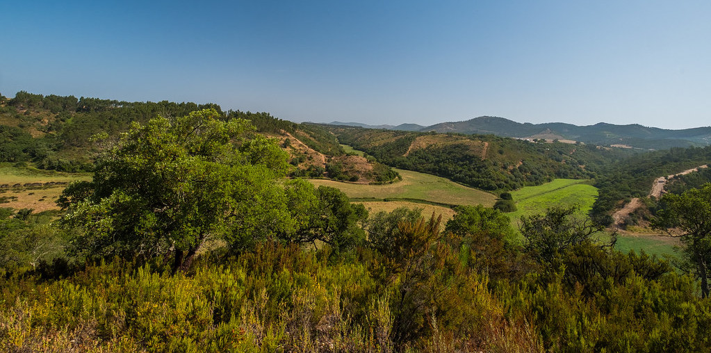 floresta a crescer