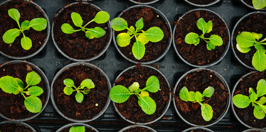 Plantas resistentes a crescer