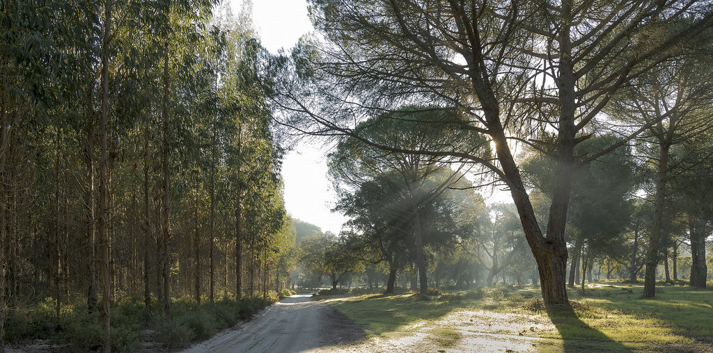 floresta de eucalipto