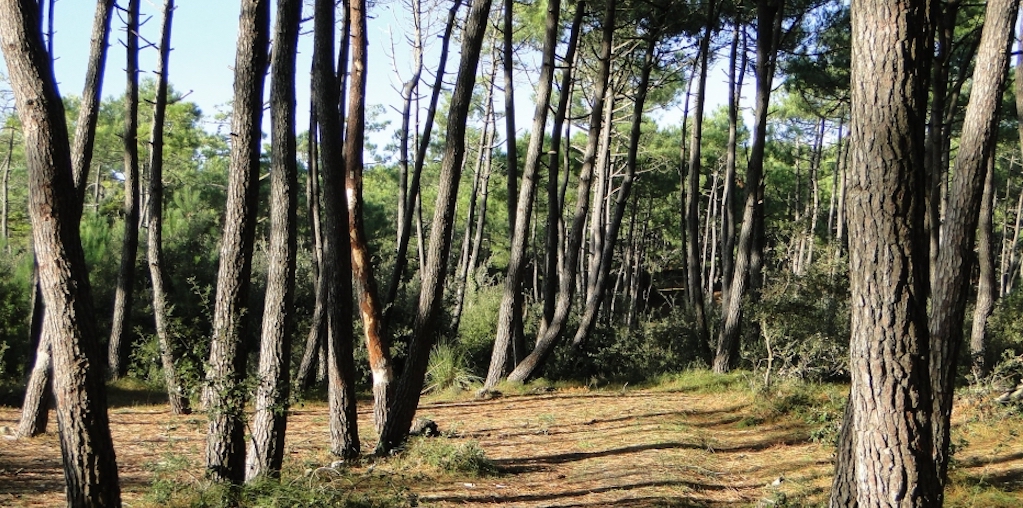 Floresta de pinheiros