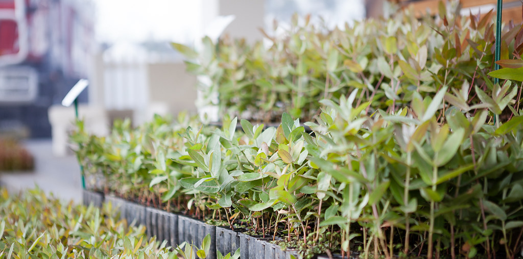 amostras de planta de eucalipto melhorada