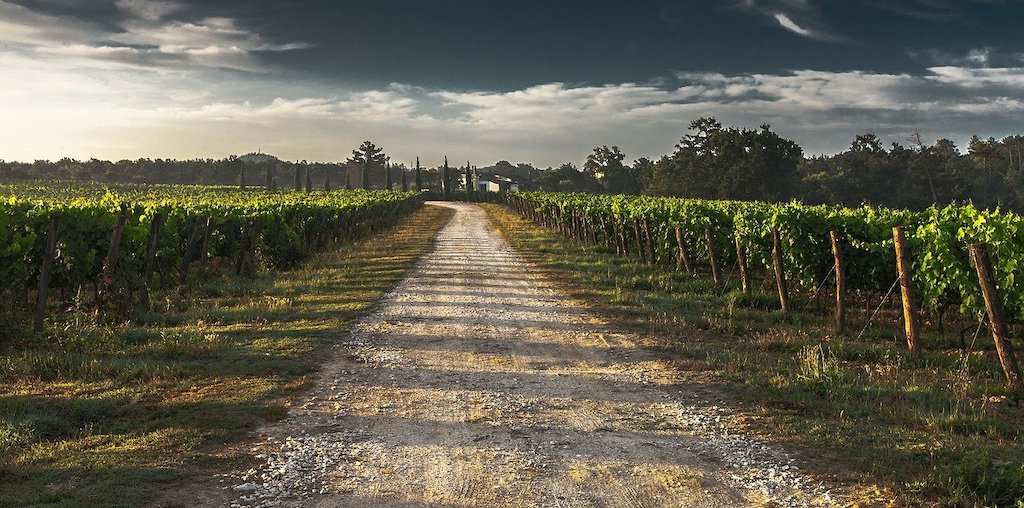 vinha com estrada de terra batida