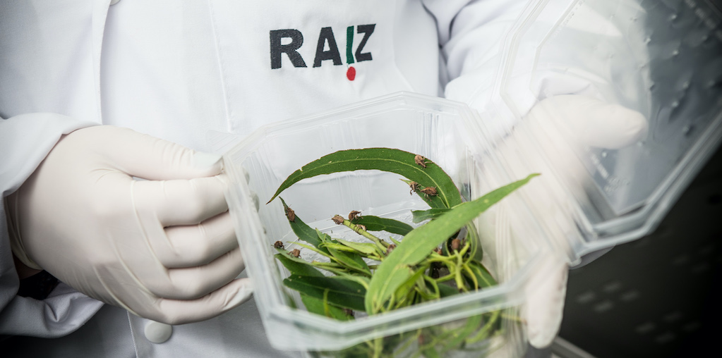 Instituto Raiz