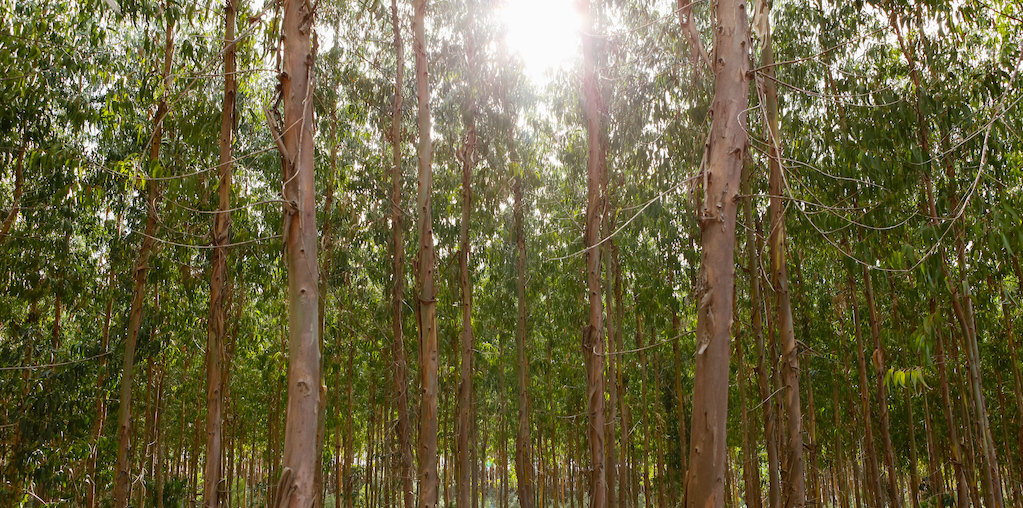 floresta de eucalipto