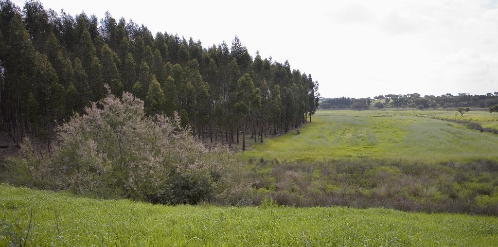 paisagem de floresta e campo verde