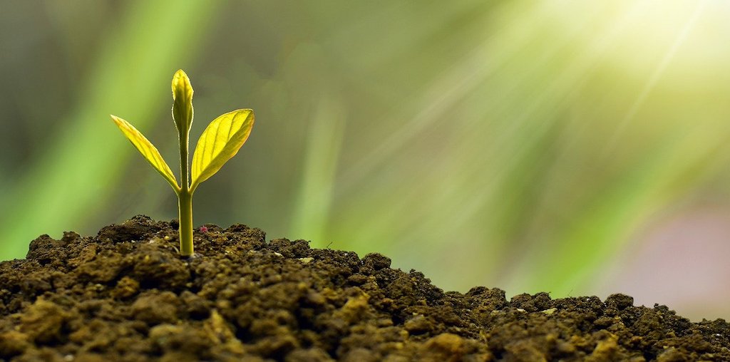 planta a crescer no solo
