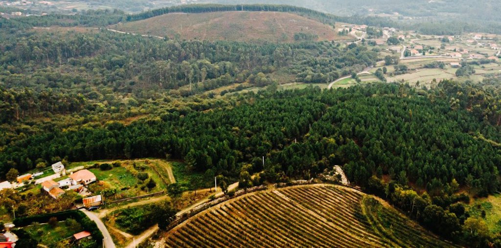 Imagem de Drone da Floresta do Minho