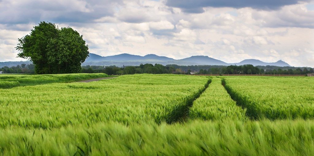 campo agrícola