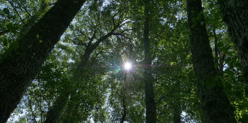 Floresta autoctone com raio de sol