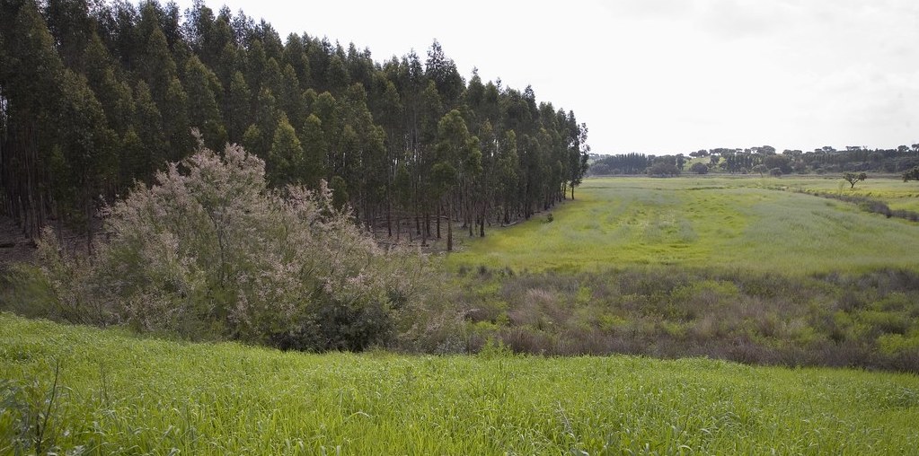 floresta