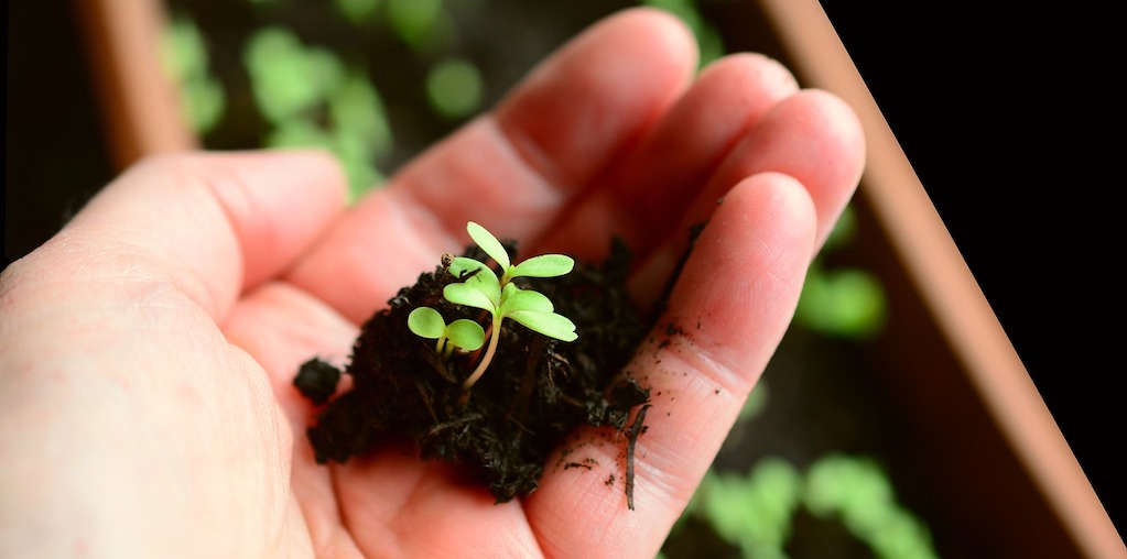 planta jovem a nascer
