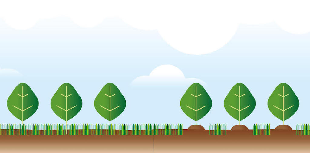 ilustração floresta