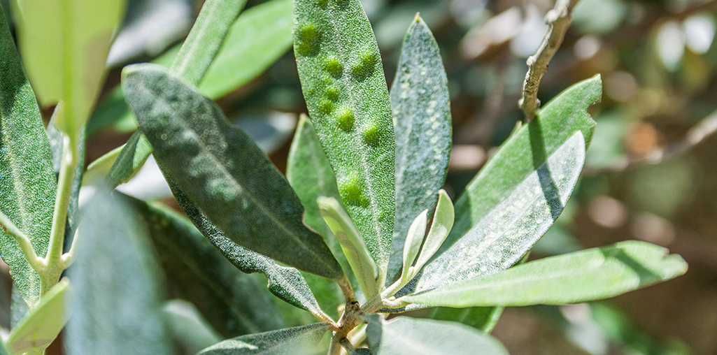xylella