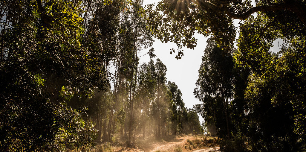 floresta com estrada de terra batida