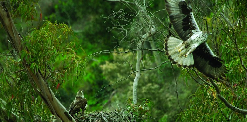 águia de bonelli