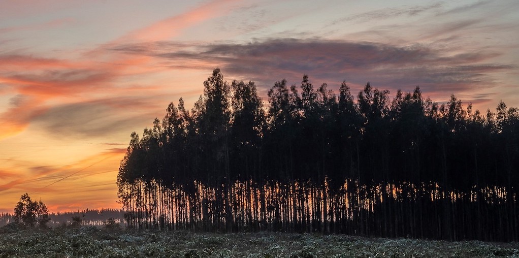 floresta ao por do sol