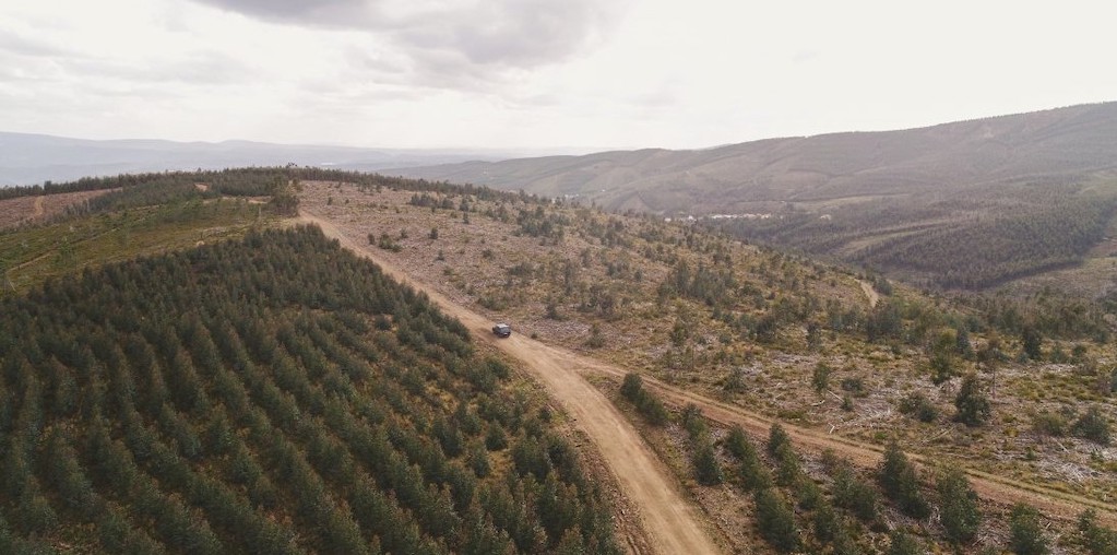 floresta portuguesa com estrada de terra batida