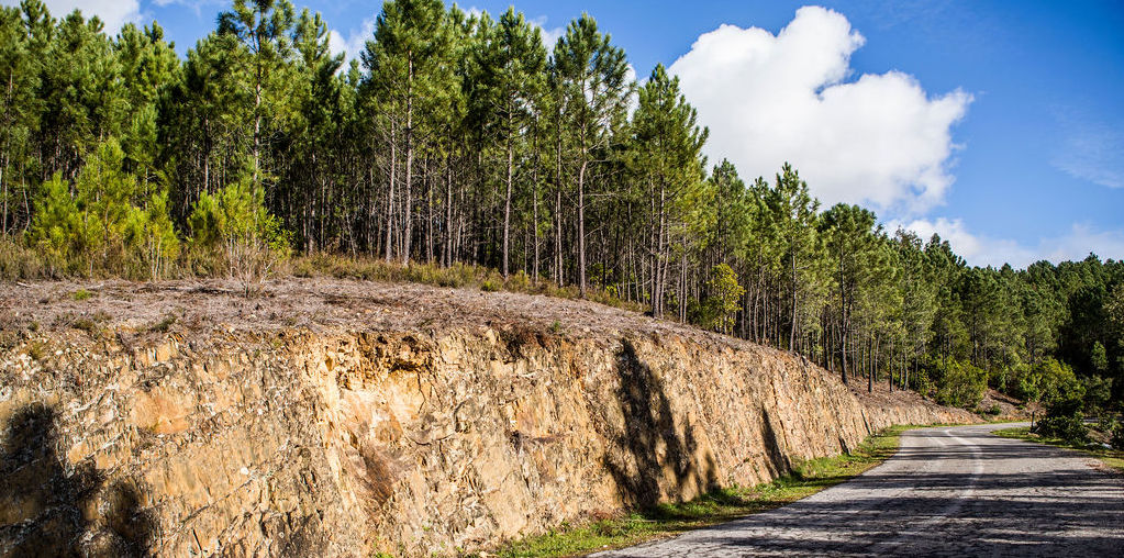 pinhal à beira da estrada