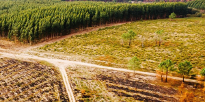 floresta trava fogo