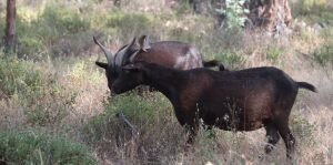 cabras a pastar mato