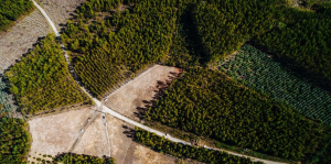vista aérea de zona florestal cadastrada