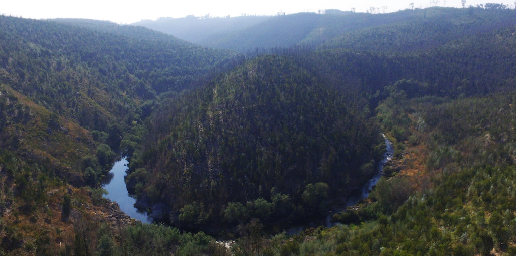 vista aérea floresta