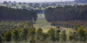 floresta