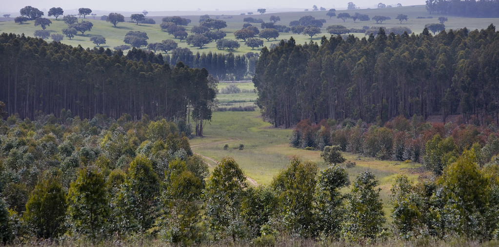 floresta