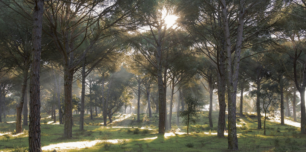 imagem de floresta