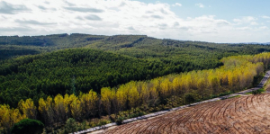 paisagem florestal região centro