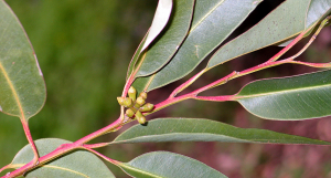 ombate Xylella fastidiosa com essencial eucalipto