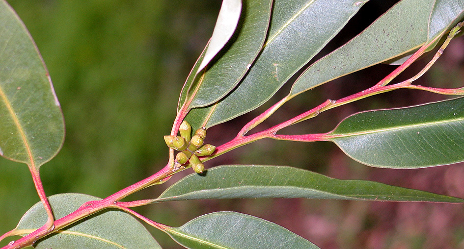 ombate Xylella fastidiosa com essencial eucalipto