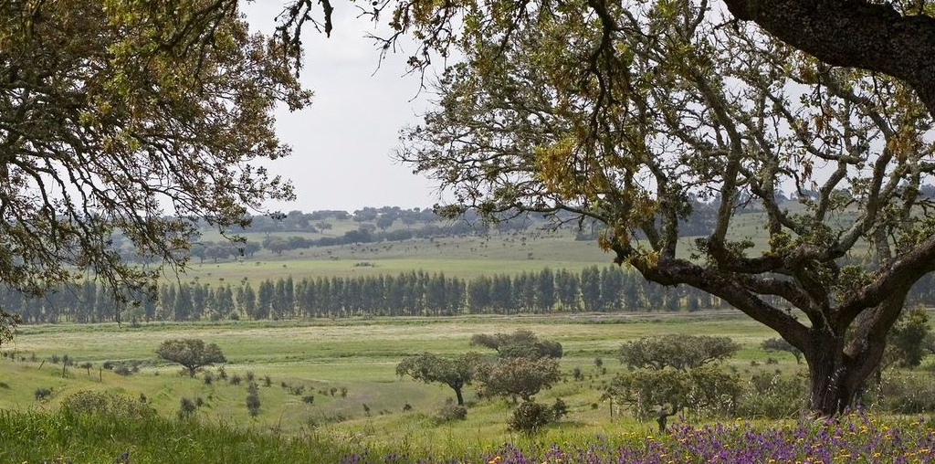 produção florestal com gestão sustentável