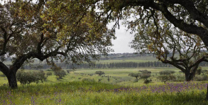 herdade gavião