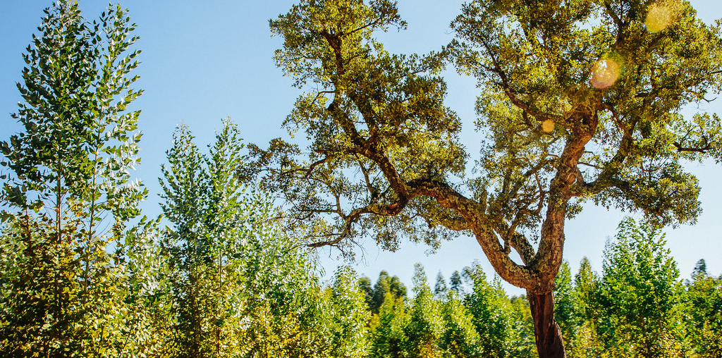 Biodiversidade na Floresta