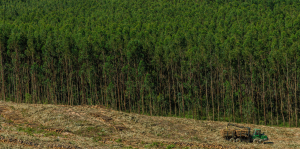 Eucalyptus Globulus